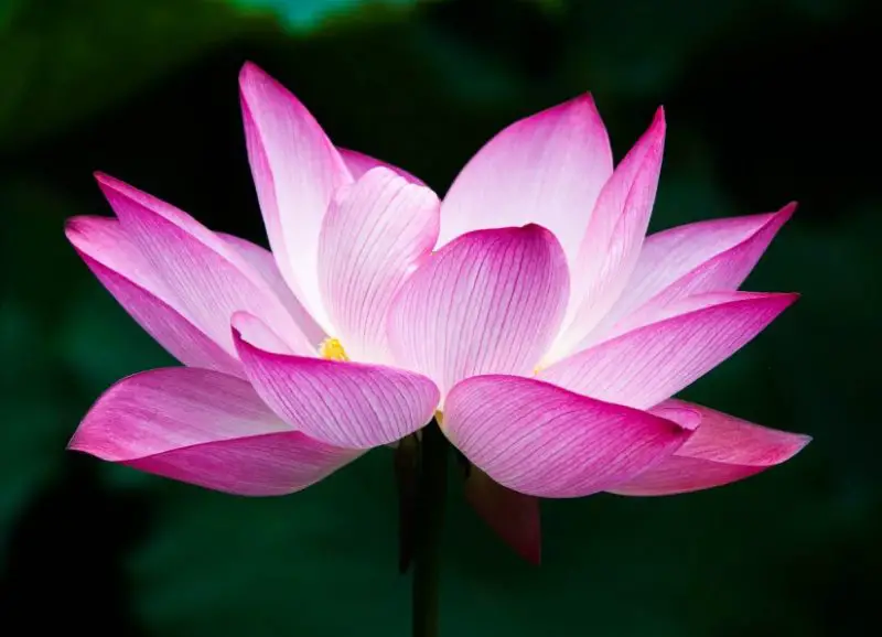 Pink Flowers Names