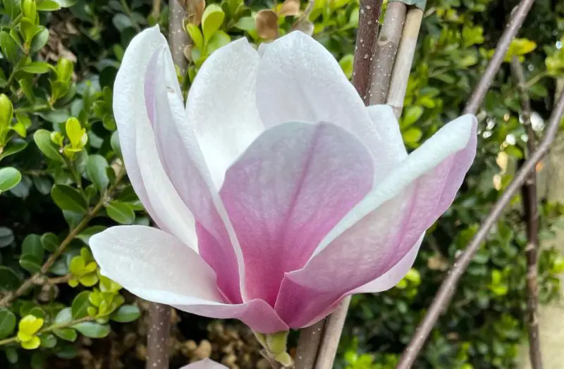 Pink Flowers Names