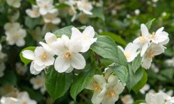 When to Prune Mock Orange: Expert Tips for Long Healthy Blooms