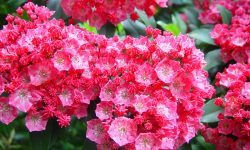 When Does Mountain Laurel Bloom: Tips for Vibrant Spring Blooms