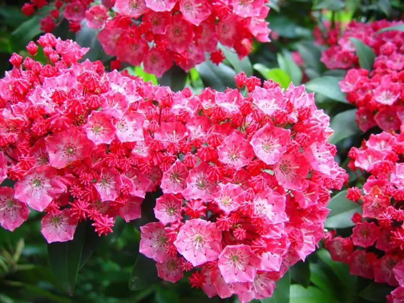 When Does Mountain Laurel Bloom: Tips for Vibrant Spring Blooms