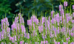How to Care for Obedient Plant in Every Garden for Lasting Beauty