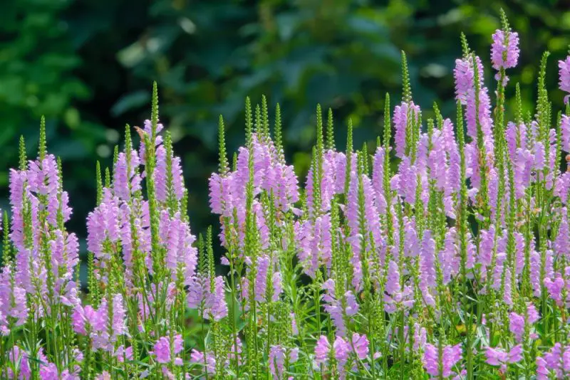 How to Care for Obedient Plant in Every Garden for Lasting Beauty