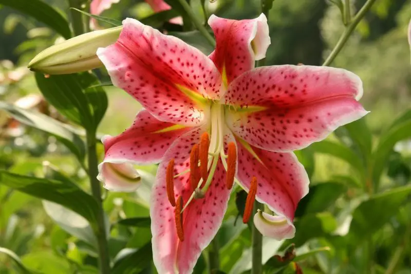 Pink Flowers Names