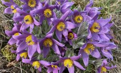 How to Care for Pasque Flower: Essential Tips for Thriving Blooms