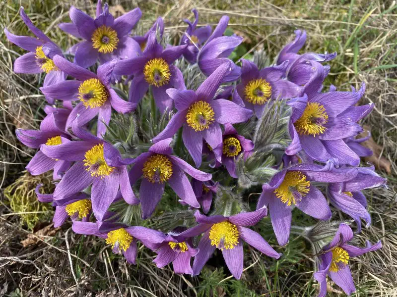 How to Care for Pasque Flower: Essential Tips for Thriving Blooms