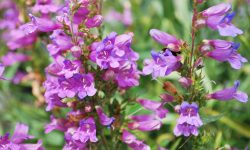 When to Plant Penstemons: Tips to Ensure Long-Lasting Flowers