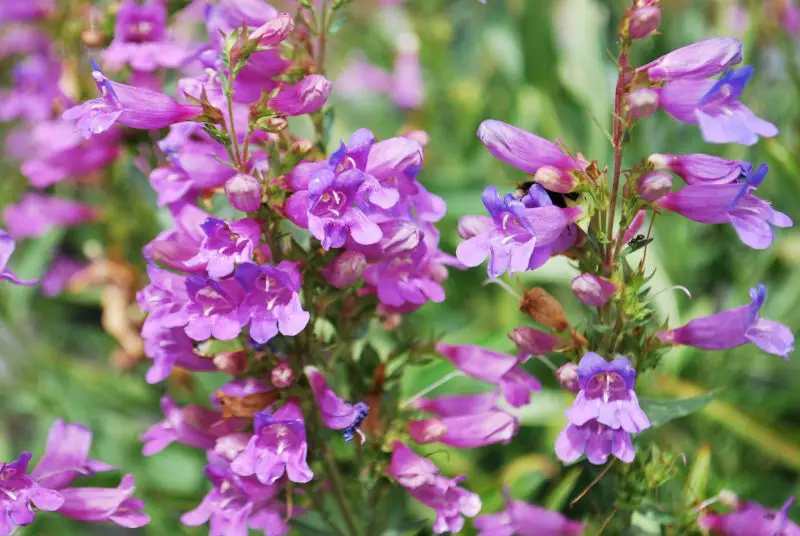 When to Plant Penstemons: Tips to Ensure Long-Lasting Flowers