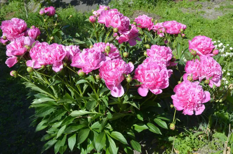 Pink Flowers Names