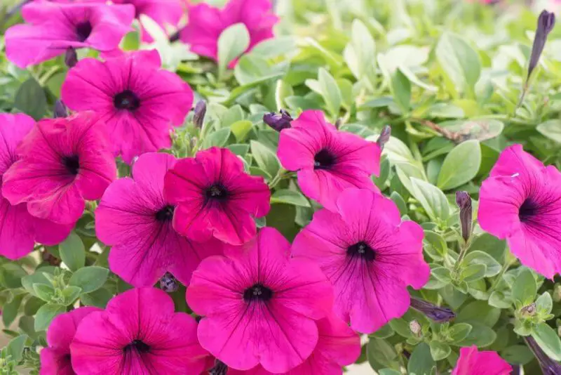 Pink Flowers Names