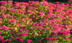 How to Care for Spirea: Seasonal Maintenance and Expert Advice