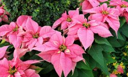 How Long Do Poinsettias Last and How to Extend Their Vibrancy