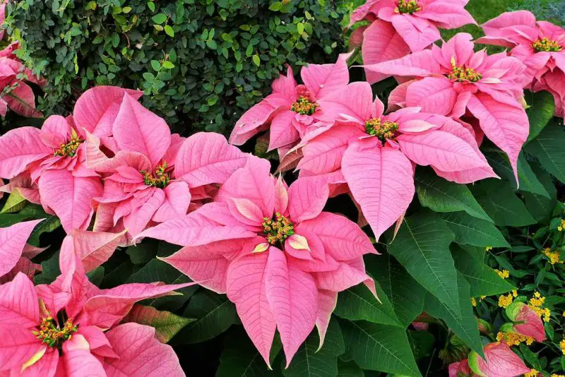 How Long Do Poinsettias Last and How to Extend Their Vibrancy