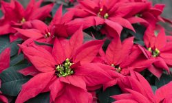 How to Care for Poinsettias Like a Pro: Essential Maintenance Tips