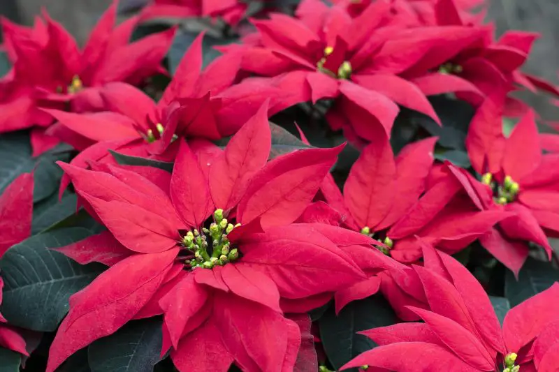 How to Care for Poinsettias Like a Pro: Essential Maintenance Tips