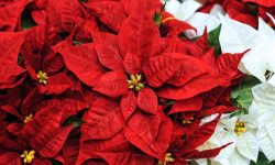 How to Grow Poinsettias: Expert Tips for Vibrant Holiday Plants