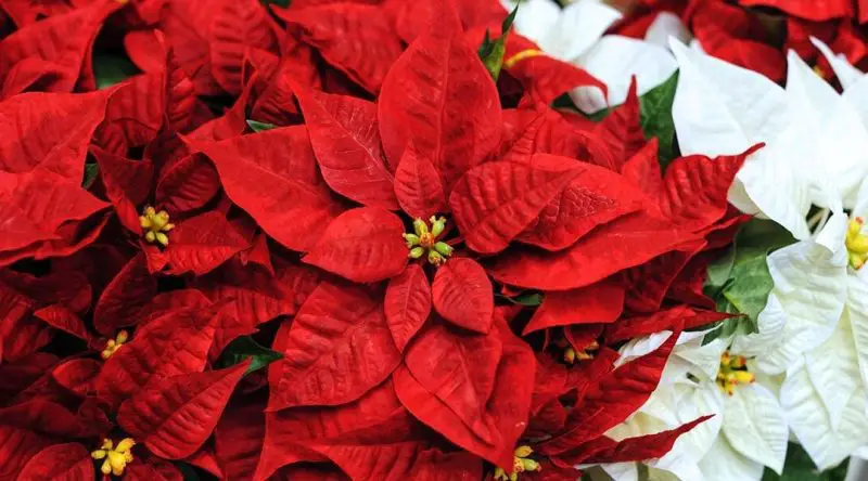 How to Grow Poinsettias: Expert Tips for Vibrant Holiday Plants