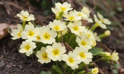 How Long Does Primrose Last? Seasonal Care for Longer Blooms