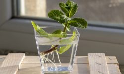 How to Propagate Catmint Plant Successfully for Healthy Growth