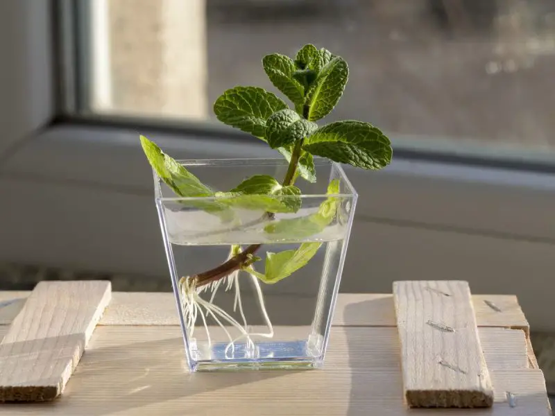 How to Propagate Catmint Plant Successfully for Healthy Growth