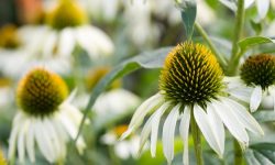 How to Propagate Echinacea: Expert Techniques for Healthy Plants