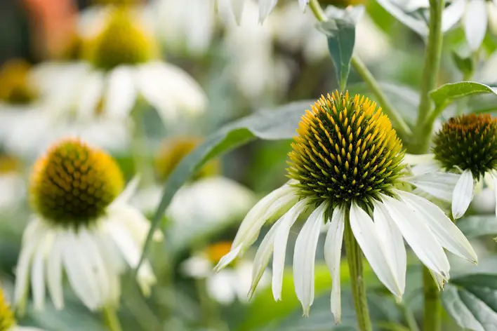 How to Propagate Echinacea: Expert Techniques for Healthy Plants