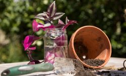 How to Propagate Spiderwort: Expert Advice for Thriving Growth