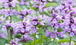 How to Prune Catmint for Seasonal Care and Long-Lasting Beauty