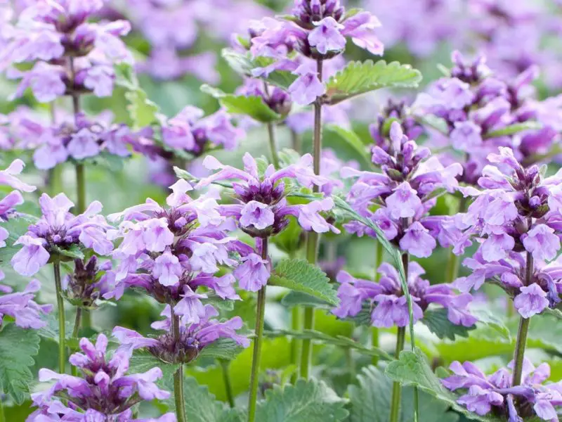 How to Prune Catmint for Seasonal Care and Long-Lasting Beauty