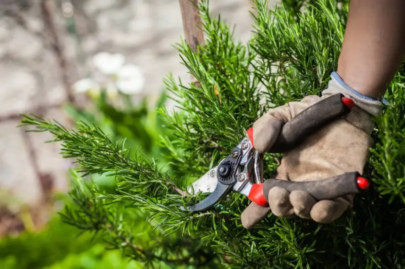 How to Prune Rosemary to Encourage Bushy and Healthy Plants