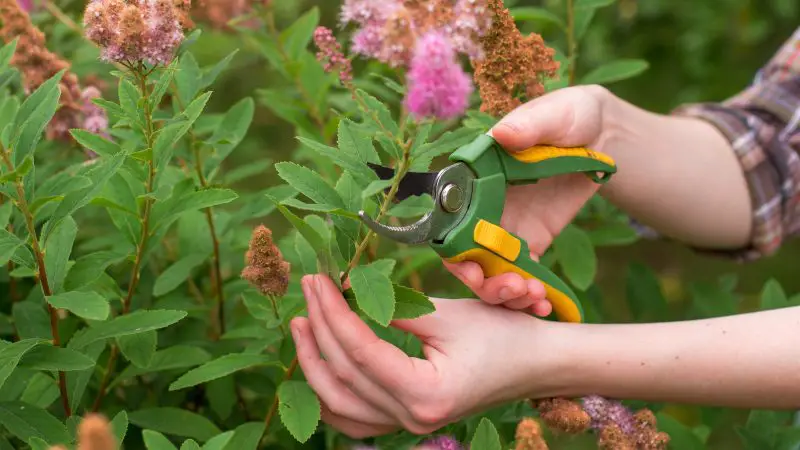 When to Prune Spirea: Seasonal Advice for Maximum Flowering