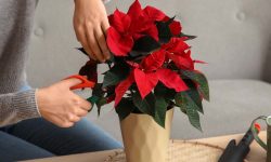 How to Prune a Poinsettia Step by Step for Lasting Holiday Beauty