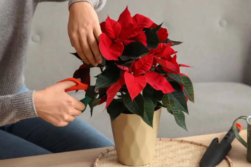 How to Prune a Poinsettia Step by Step for Lasting Holiday Beauty
