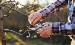 When to Prune Dogwood Trees: Expert Guide for Healthy Blooms