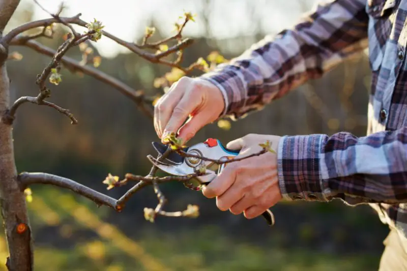 When to Prune Dogwood Trees: Expert Guide for Healthy Blooms