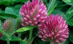 When to Plant Red Clover to Improve Soil and Attract Pollinators