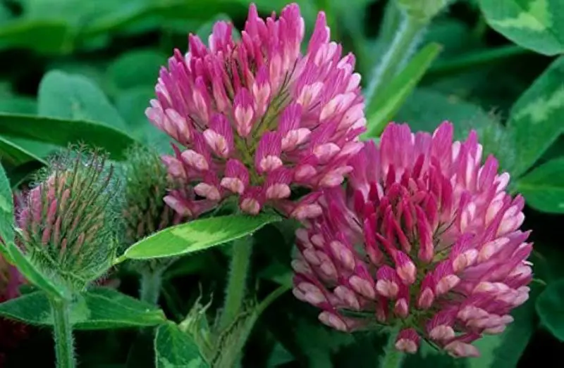 When to Plant Red Clover to Improve Soil and Attract Pollinators