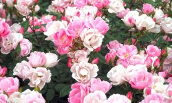 How to Replant a Rose Plant: Expert Tips for Long-Lasting Beauty