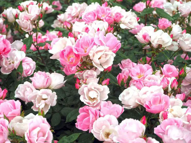 How to Replant a Rose Plant: Expert Tips for Long-Lasting Beauty