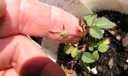 How to Germinate Rose Seeds: Expert Tips for Healthy Seedlings