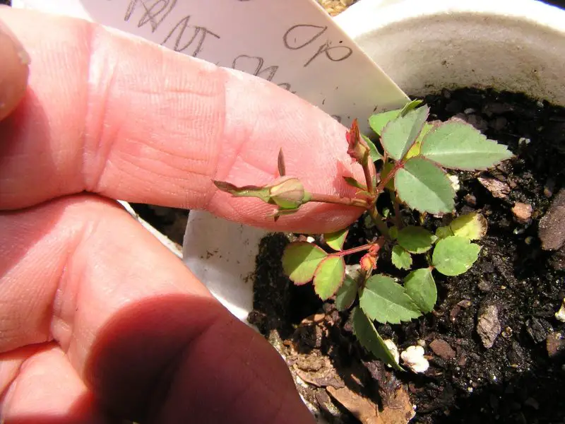 How to Germinate Rose Seeds: Expert Tips for Healthy Seedlings