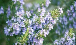 How to Grow Rosemary in Pots and Gardens for Maximum Flavor
