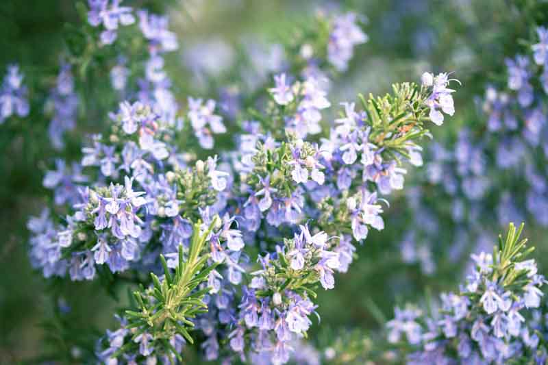 How to Grow Rosemary in Pots and Gardens for Maximum Flavor
