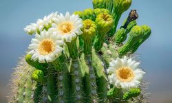 Where Do Saguaro Cactus Grow? Discover Their Secret Survival