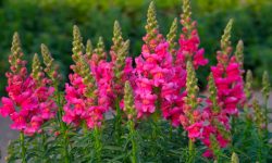 28 Gorgeous Pink Flowers You’ll Love (Pictures and Names)