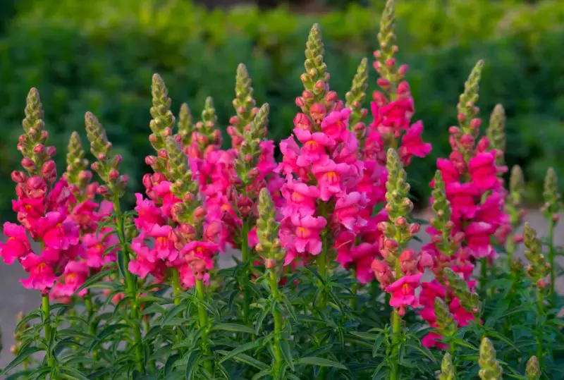 Pink Flowers Names