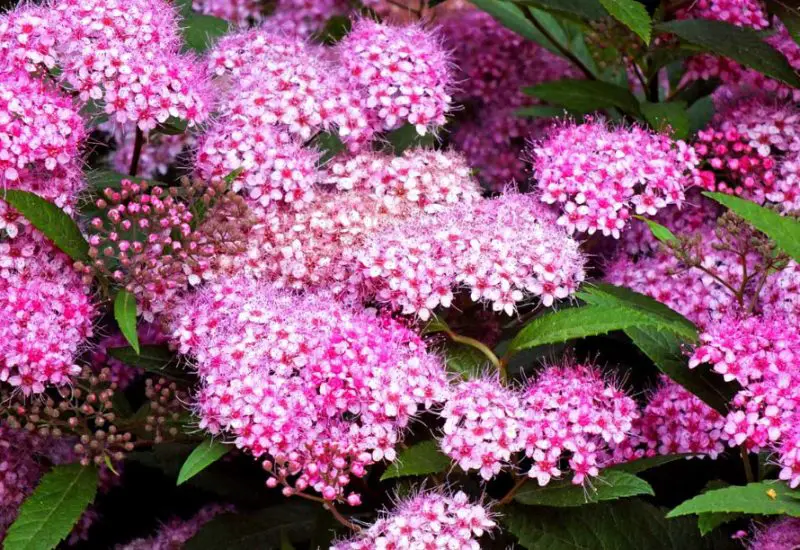 Pink Flowers Names