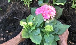 How to Transplant Hydrangeas: Care Tips for a Full Bloom Garden
