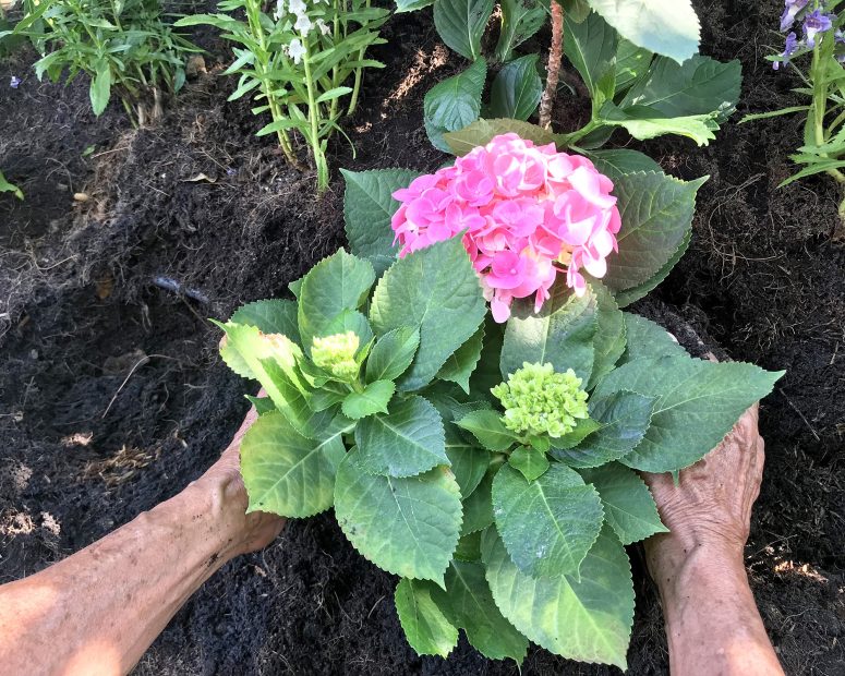 How to Transplant Hydrangeas: Care Tips for a Full Bloom Garden