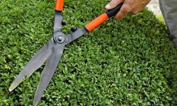 When to Trim Boxwoods: Expert Guide for Perfectly Shaped Shrubs